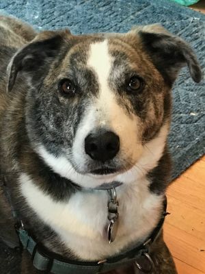 My dog Huckins